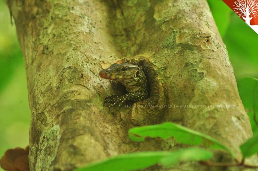 Langkawi: Kilim River Mangrove Safari Kayaking Tour - The first stretch through the tidal forest