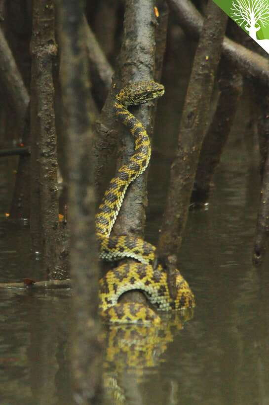Langkawi: Kilim River Mangrove Safari Kayaking Tour - Pickup, jetty, and the small-group format