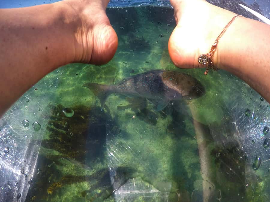 Leigh: Goat Island Clear Kayak Rental - Key points to know before paddling out