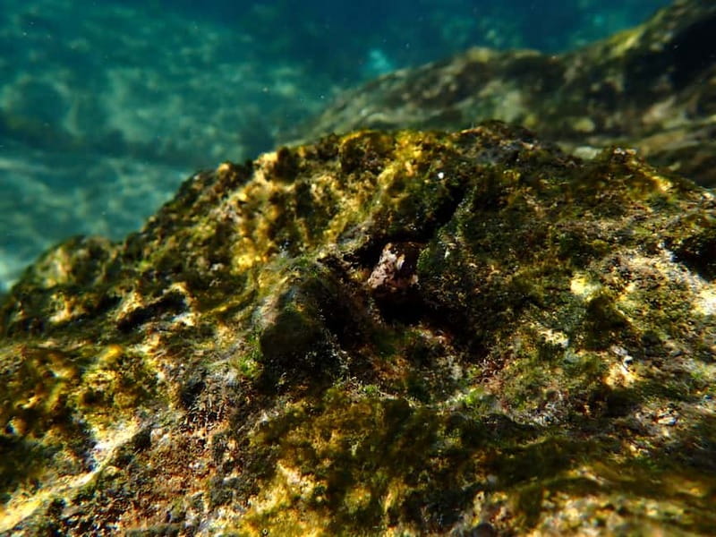 Lisbon: Kayaking & Snorkeling Tour with photos included - The real value of the $35 price