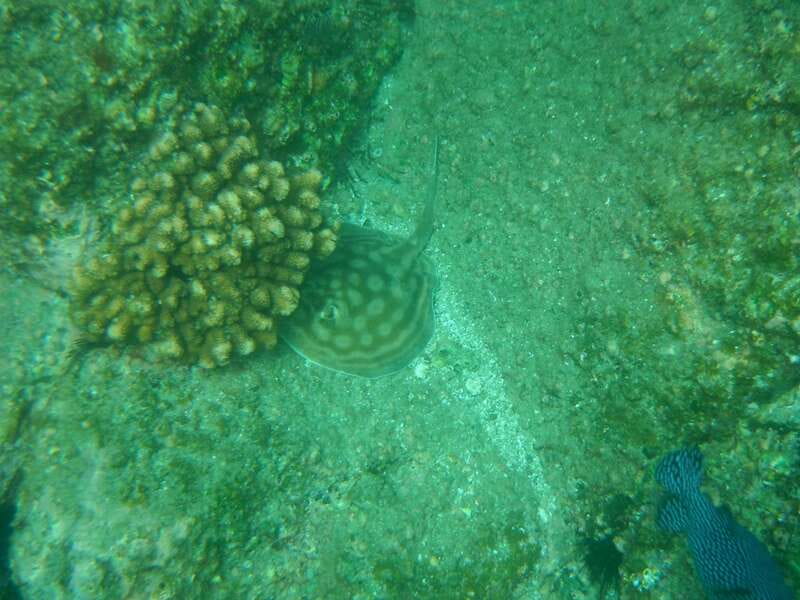 Los Cabos: Kayaking and Snorkeling in Two Pristine Bays - FAQ