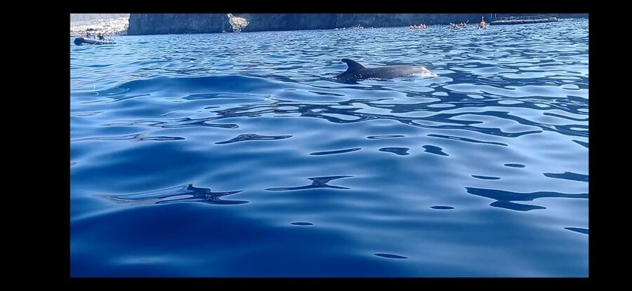 Los Cristianos: Kayak & Snorkel Tour with turtles and photos included - Guaza cliffs and the search for marine life