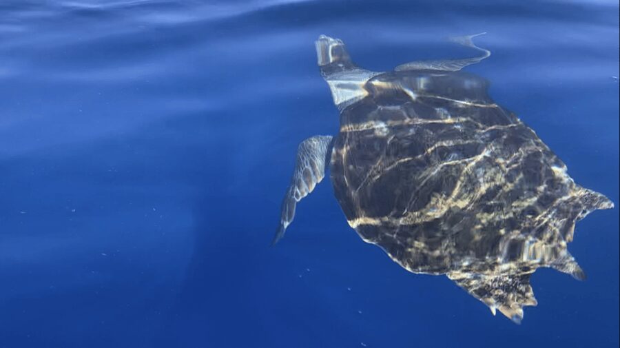 Los Cristianos: Kayak & Snorkel Tour with turtles and photos included - The return paddle and the physical effort