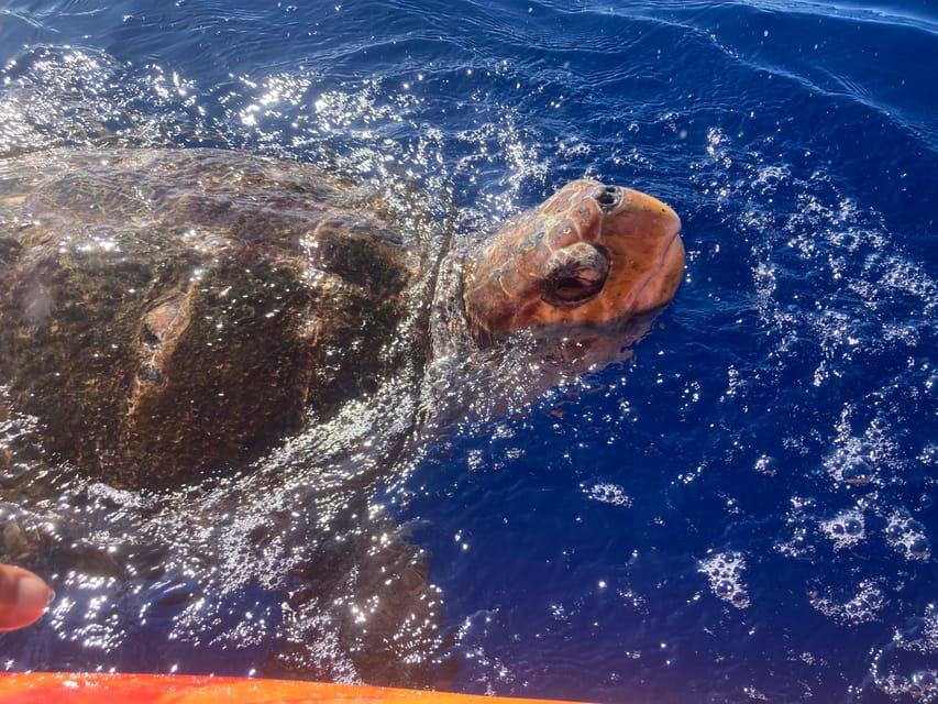 Los Cristianos: Kayak & Snorkel Tour with turtles and photos included - How the guides shape the experience
