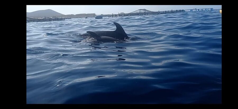 Los Cristianos: Kayak & Snorkel Tour with turtles and photos included - The first paddle from Playa de Los Cristianos