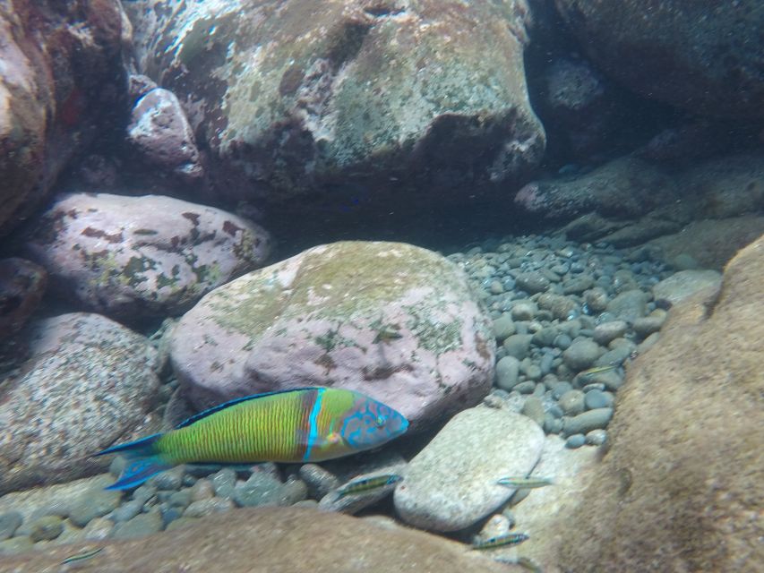 Madeira: Garajau Nature Reserve Kayak and Snorkel Tour - Who should book this Madeira kayak tour?
