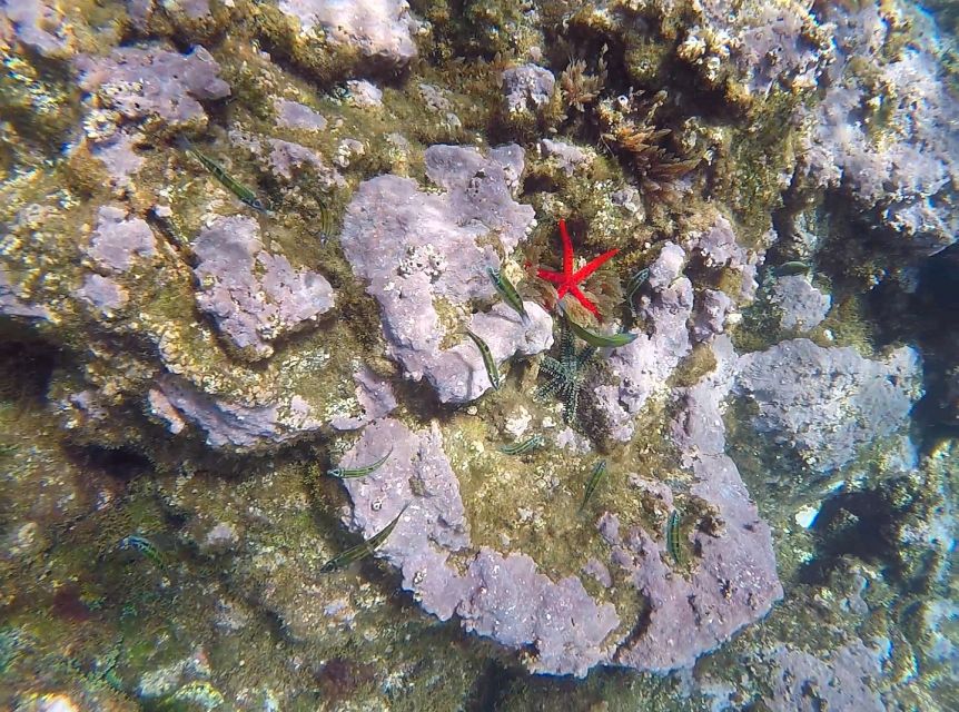 Madeira: Garajau Nature Reserve Kayak and Snorkel Tour - Snorkeling among fish, crabs, and groupers