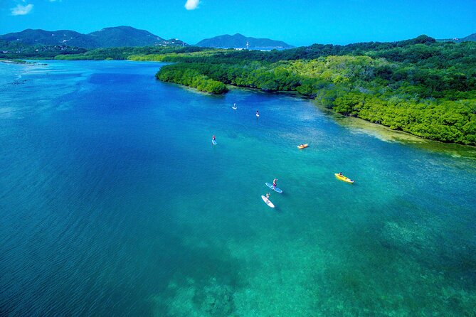 Magic Mangrove Paddle in Beef Island Lagoon - Key points to know before you book