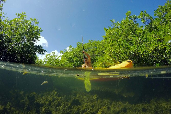 Magic Mangrove Paddle in Beef Island Lagoon - Why Beef Island Lagoon is worth your time