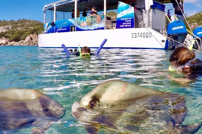 Magnetic Island Discovery Tour with Snorkeling & Paddle Boarding - Wildlife watching beyond the reef