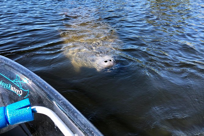 Manatee Season Clear Kayak Tour of Tarpon Springs - Spring Bayou and the winter manatee search