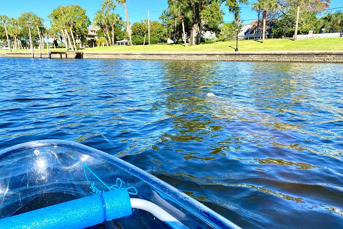 Manatee Season Clear Kayak Tour of Tarpon Springs - What the clear kayaks are really like