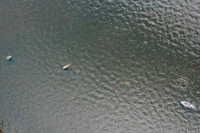 Manatee Season Clear Kayak Tour of Tarpon Springs - The guides shape the day