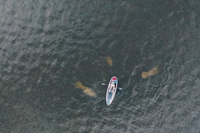 Manatee Season Clear Kayak Tour of Tarpon Springs - Craig Park and Tarpon Springs homes