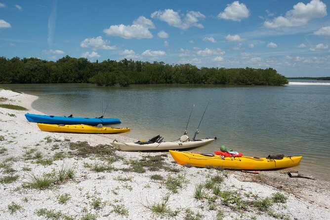 Manatees and Mangrove Tunnels Small Group Kayak Tour - Key points before you book