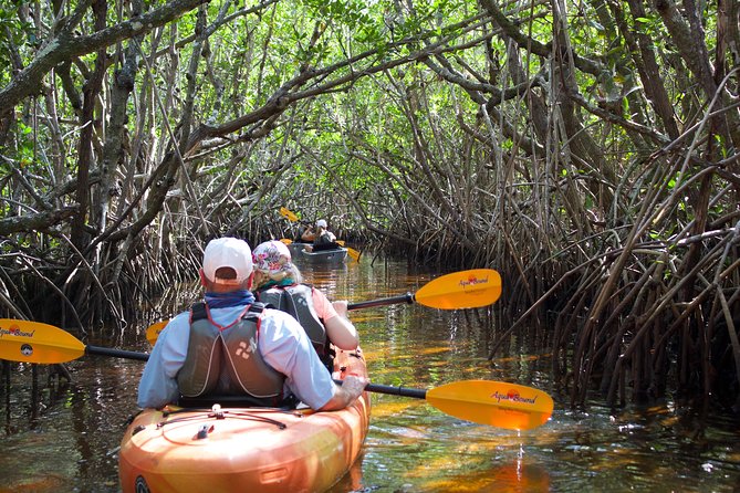 Manatees and Mangrove Tunnels Small Group Kayak Tour - Why the mangrove tunnels are worth your time