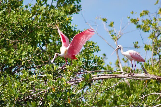 Manatees and Mangrove Tunnels Small Group Kayak Tour - Booking details that can save you trouble