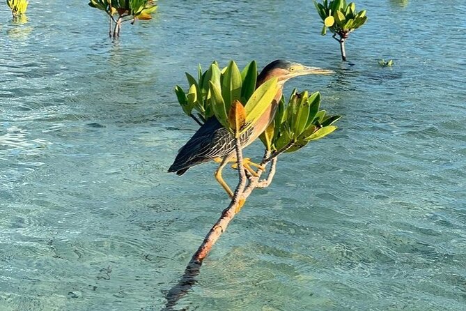Mangrove Clear Kayak Tour - What the clear hull really lets you see