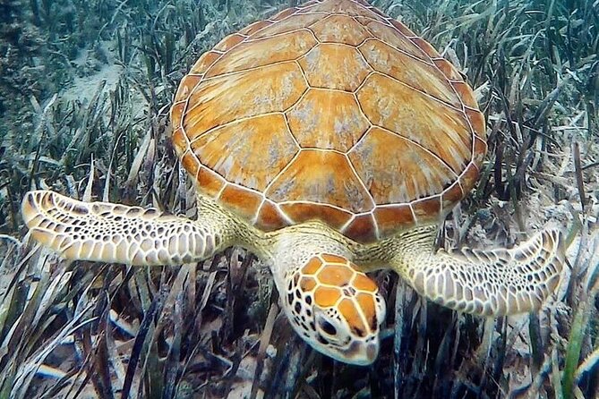 Mangrove Clear Kayak Tour - Guides make the biggest difference