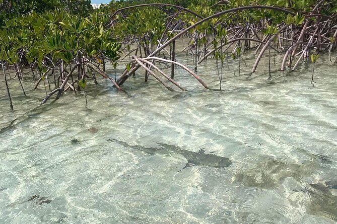 Mangrove Clear Kayak Tour - A slow route through the mangrove estuaries