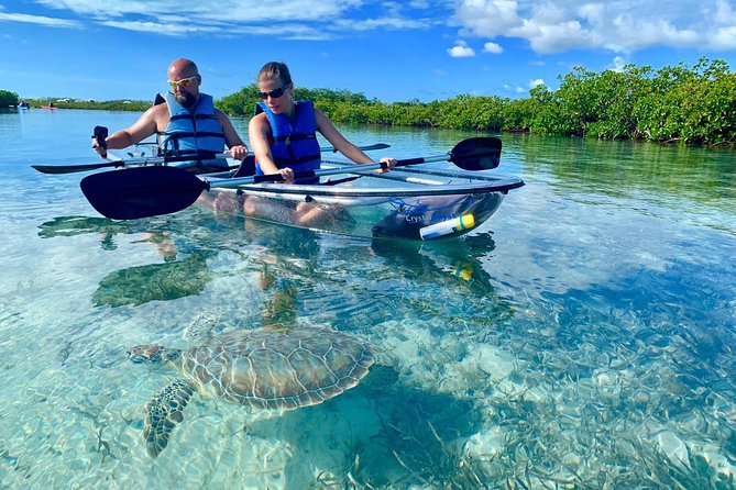 Mangrove & Iguana Clear Kayak Tour - Key things to know before you book