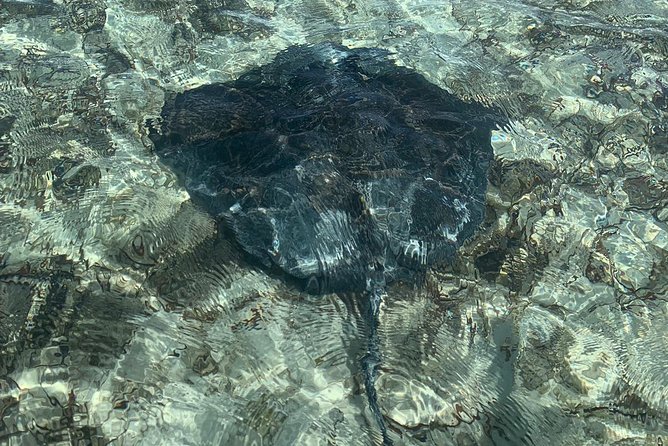 Mangrove & Iguana Clear Kayak Tour - How much paddling will you actually do?