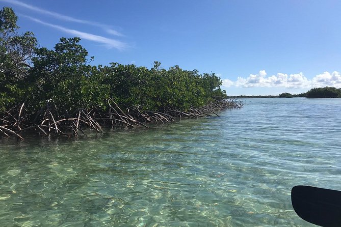 Mangrove & Iguana Clear Kayak Tour - Iguana Island and the wildlife stop
