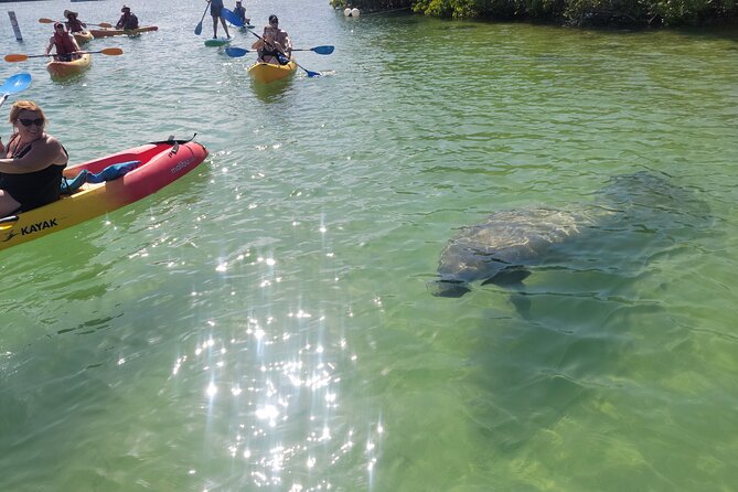 Mangrove Jungle Exploration on SUP/Kayak - Why Raccoon Island makes this Miami outing different