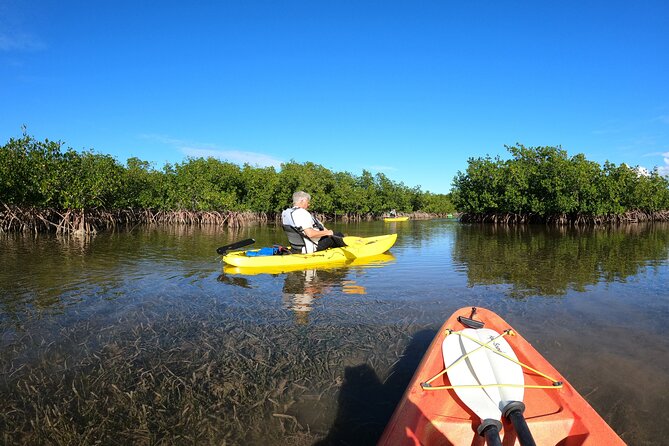 Mangrove Tunnel Kayak Adventure in Key Largo - Why the mangrove tunnels are worth your morning