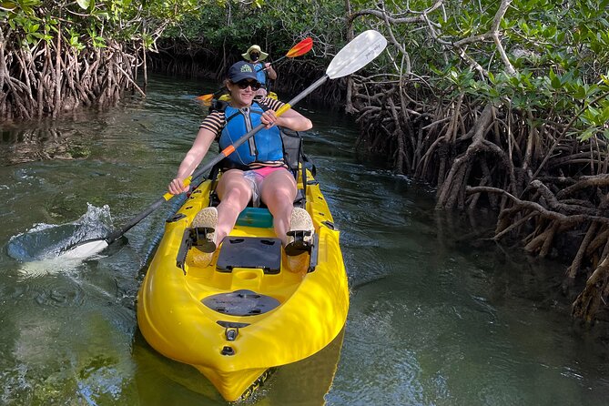 Mangrove Tunnel Kayak Adventure in Key Largo - Wildlife: what you might actually see
