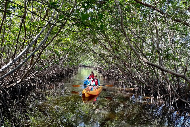 Mangrove Tunnel Kayak Eco Tour - Key points to know before you paddle