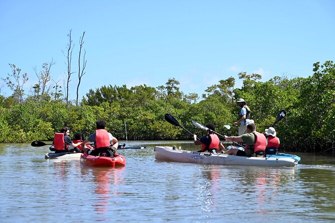 Mangrove Tunnel Kayak Eco Tour - What $75 buys you