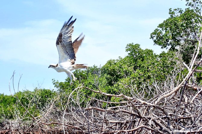 Mangrove Tunnel Kayak Eco Tour - What can go wrong, and how to avoid it