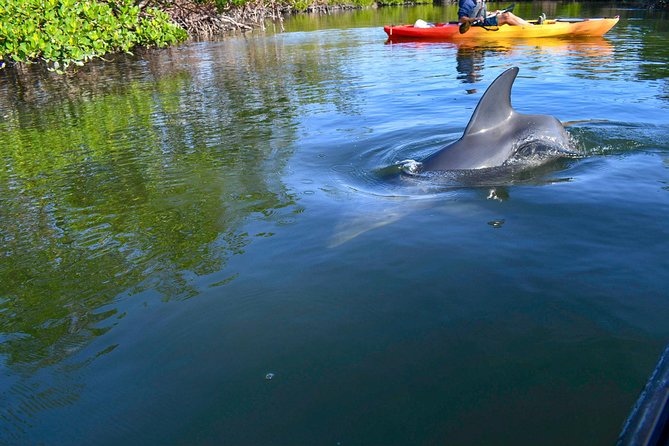 Mangrove Tunnels & Mudflats Kayak Tour - Local Biologist Guides - Who will enjoy this tour most