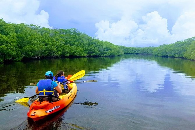 Mangroves and Manatees - Guided Kayak Eco Tour - What happens during the two-hour paddle
