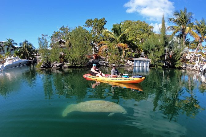 Mangroves and Manatees - Guided Kayak Eco Tour - Mangrove tunnels, clear water, and the wildlife search