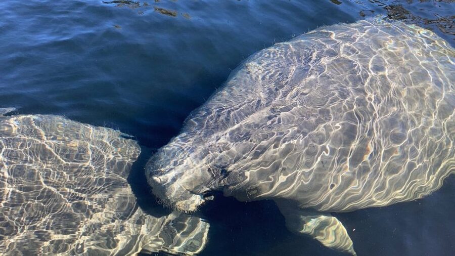 Marco Island: Guided Manatee-Watching Kayaking or SUP Tour - Choosing a kayak or standup paddleboard