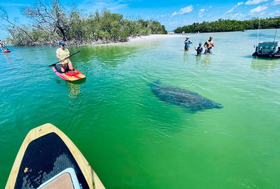 Marco Island: Guided Manatee-Watching Kayaking or SUP Tour - Paddling through mangroves and open channels