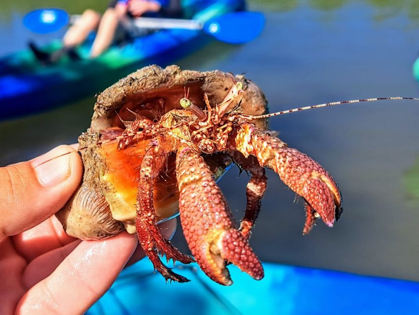 Marco Island: Kayak Mangrove Ecotour in Rookery Bay Reserve - The first paddle through the mangrove maze