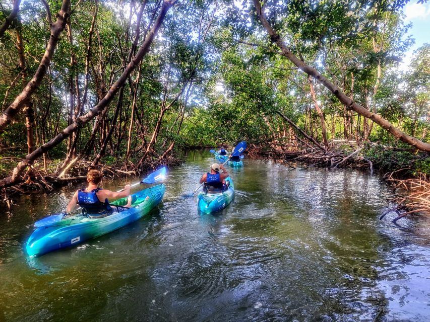 Marco Island: Kayak Mangrove Ecotour in Rookery Bay Reserve - Shells and small creatures worth stopping for