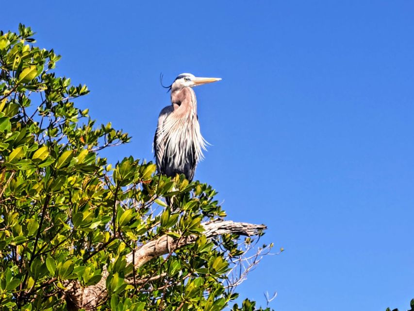 Marco Island: Kayak Mangrove Ecotour in Rookery Bay Reserve - The guide makes the difference