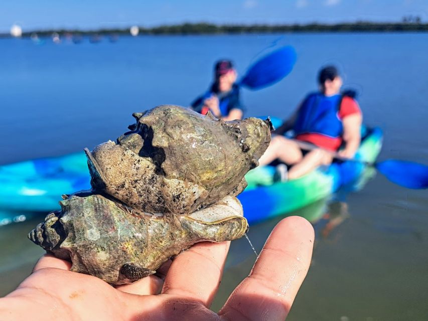 Marco Island: Kayak Mangrove Ecotour in Rookery Bay Reserve - Meeting at Isles of Capri Paddlecraft Park
