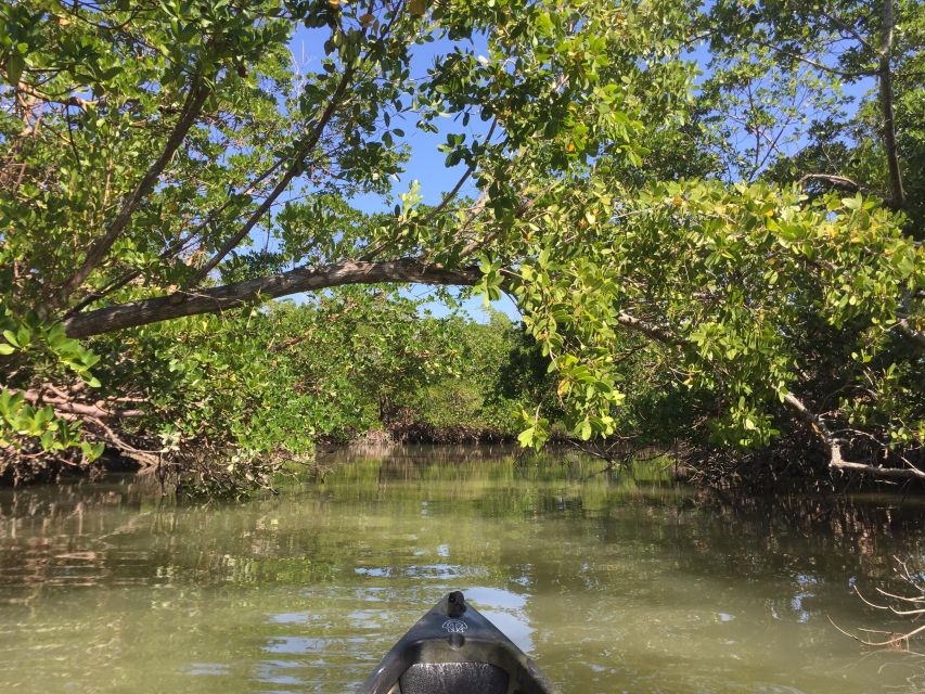 Marco Island: Mangrove Maze Kayak Tour (2hrs) - Key points to know before you book