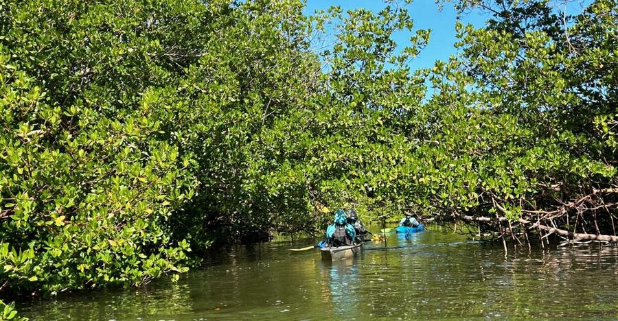 Marco Island: Mangrove Maze Kayak Tour (2hrs) - Why a mangrove maze is worth your morning