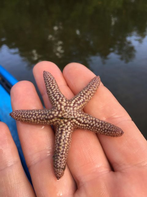 Marco Island: Mangrove Maze Kayak Tour (2hrs) - Choosing between a single and tandem kayak