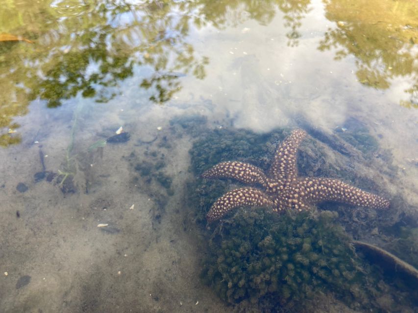 Marco Island: Mangrove Maze Kayak Tour (2hrs) - Wildlife watching among the roots and mudflats
