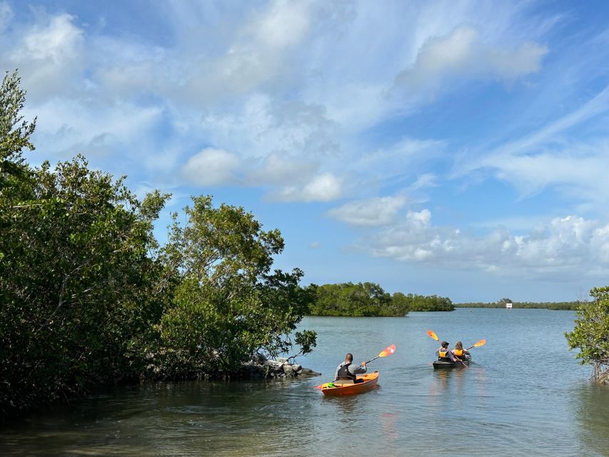 Marco Island: Mangrove Maze Kayak Tour (2hrs) - What the alligator point really means