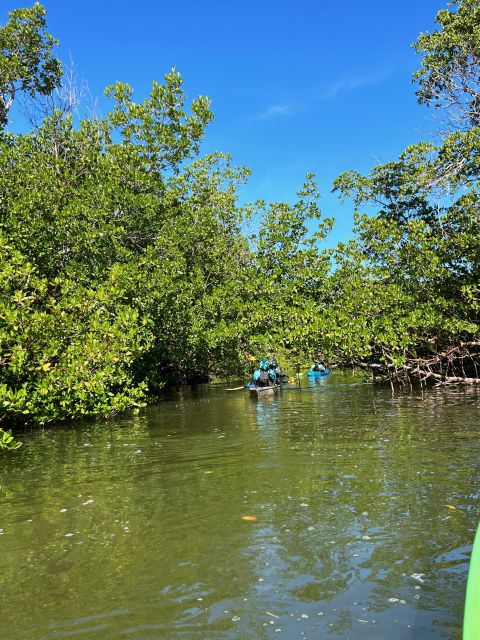 Marco Island: Mangrove Maze Kayak Tour (2hrs) - Is $70 a fair price for two hours?