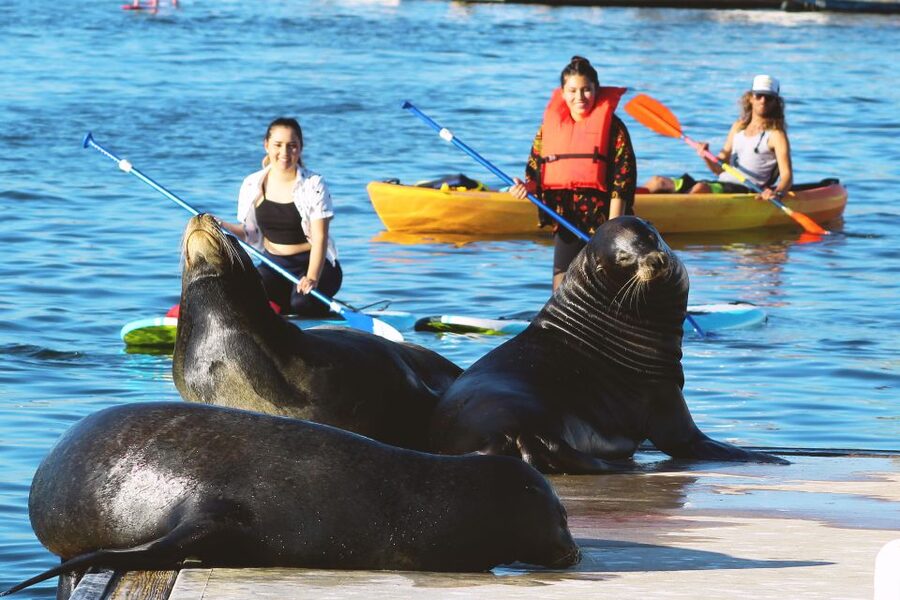 Marina Del Rey: Kayak and Paddleboard Tour with Sea Lions - Key things to know before you book
