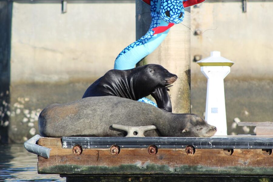 Marina Del Rey: Kayak and Paddleboard Tour with Sea Lions - Why this Marina del Rey paddle is worth your time